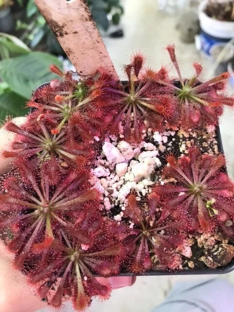 Drosera spatulata "Hartmeyer" x "Beenak, Victoria Au" Carnivorous Sundew Plant - 4-inch Live Exotic Insect-Eating Houseplant
