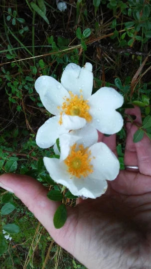 Heirloom Baby Rambling Rose Bush Live Plant 1' White Climbing Rose Rosa multiflora Garden Trellis Decor