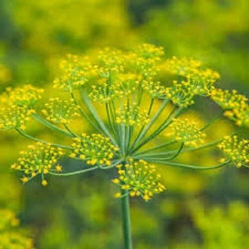 Premium Organic Heirloom Dill Seeds - Anethum graveolens, Culinary Herb, Non-GMO, Full Sun, 200 Seeds