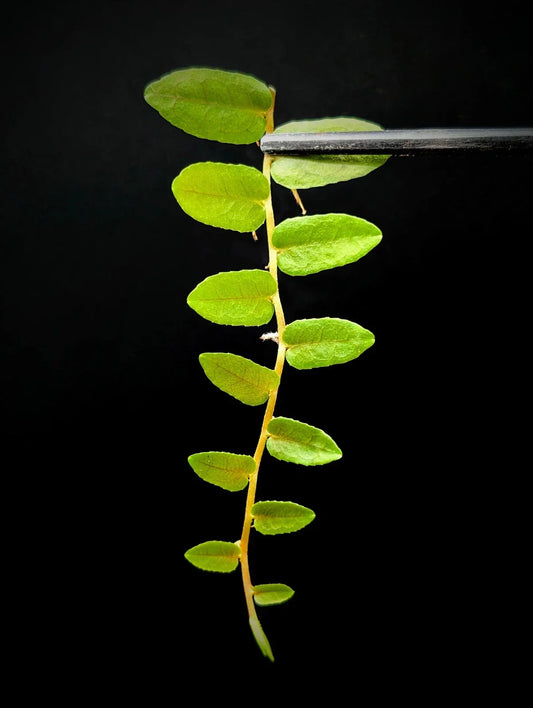Marcgravia sp. Bastimentos Cutting | 10-Leaf Tropical Houseplant for Indoor Decor | Unique Terrarium Plant