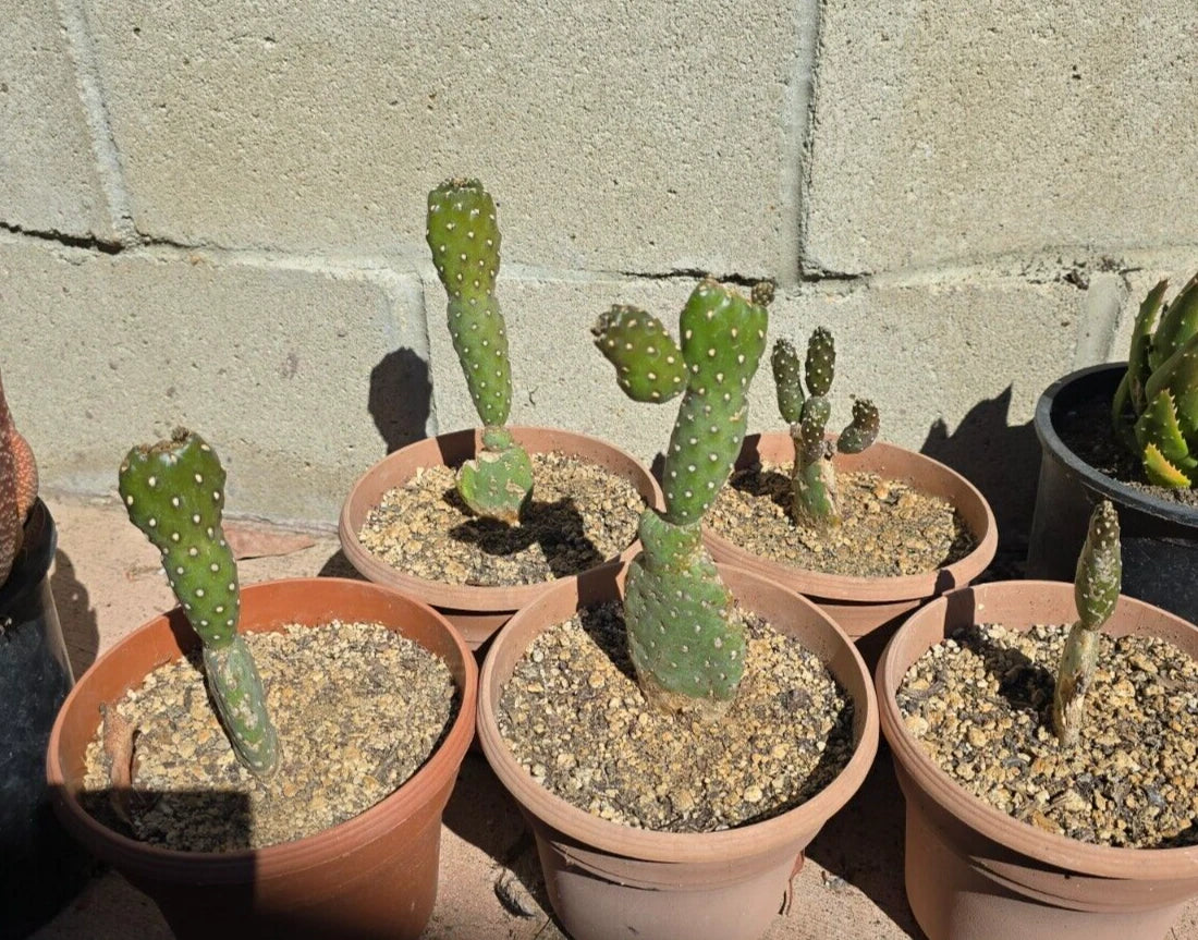 Opuntia Rubescens Cactus 6-Inch Potted Roadkill Tree Opuntia Bare Root Desert Succulent