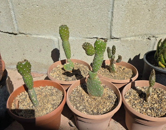 Opuntia Rubescens Cactus 6-Inch Potted Roadkill Tree Opuntia Bare Root Desert Succulent