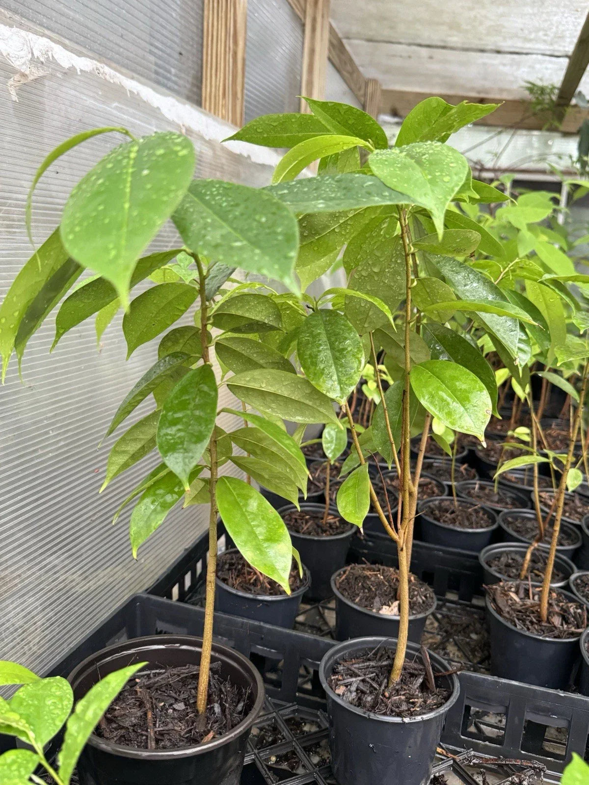 Muricata Soursop Tree - 11-13 Inches - Graviola Guanabana Plant (Annona muricata) - Well Rooted for Tropical Gardens