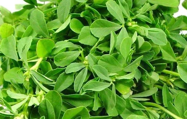 Fenugreek Herb Seeds – Pack of 100 Non-GMO Trigonella foenum-graecum for Indoor & Outdoor Gardening