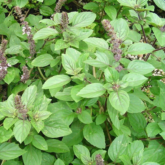 Live Rooted African Basil Plant – 4-inch Edible Fragrant Herb – Ocimum basilicum for Culinary & Garden Use