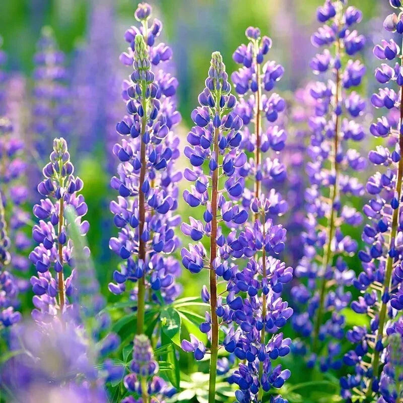 Russell Purple Lupine Seeds - Organic Perennial Pack of 60 - Lupinus polyphyllus for Garden, Pollinator Attracting, Full Sun
