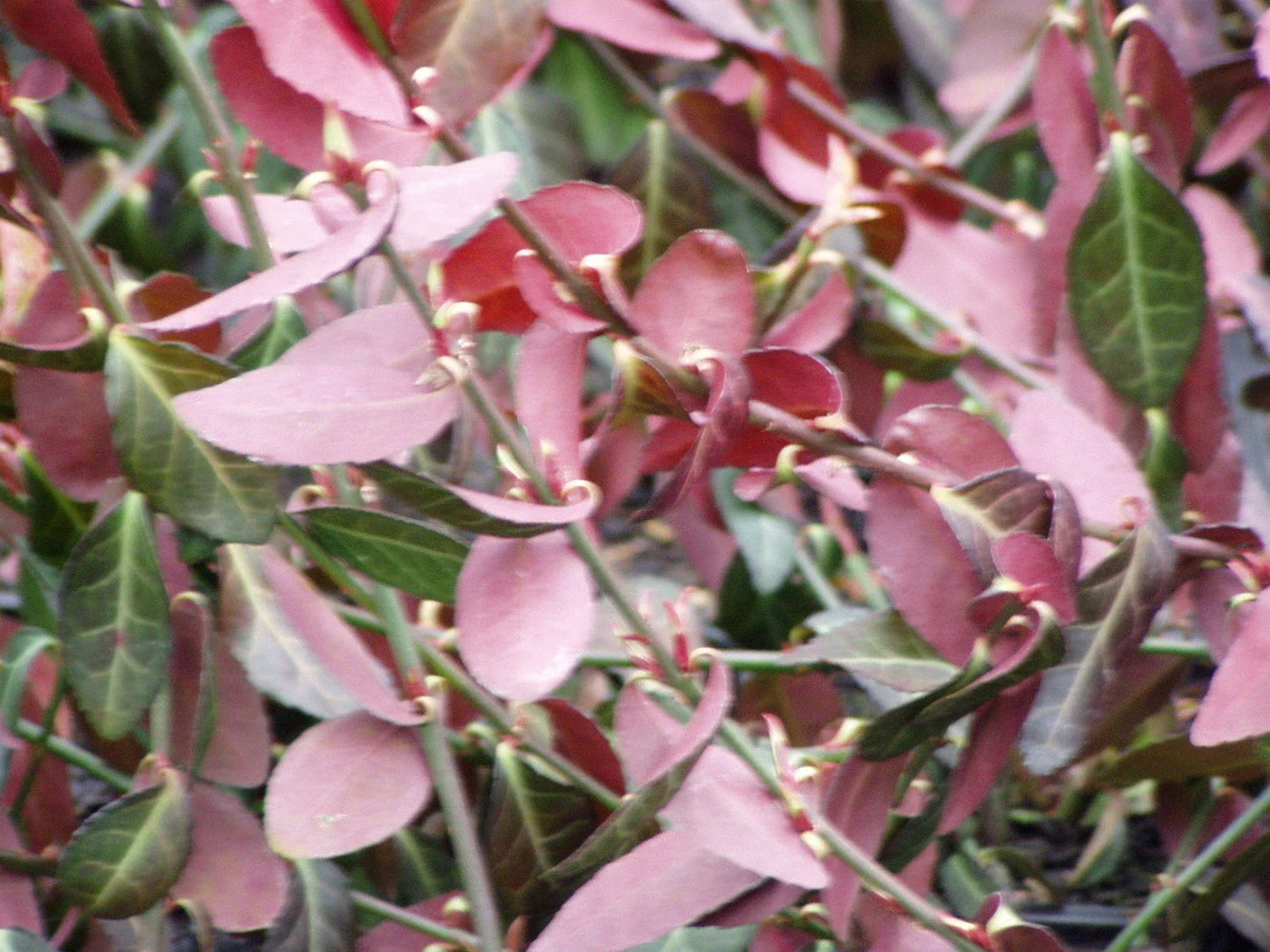 Purple Wintercreeper Ground Cover Plants - 50 Bare Root Euonymus fortunei 'Coloratus' for Low Maintenance, Erosion Control, and Year-Round Color
