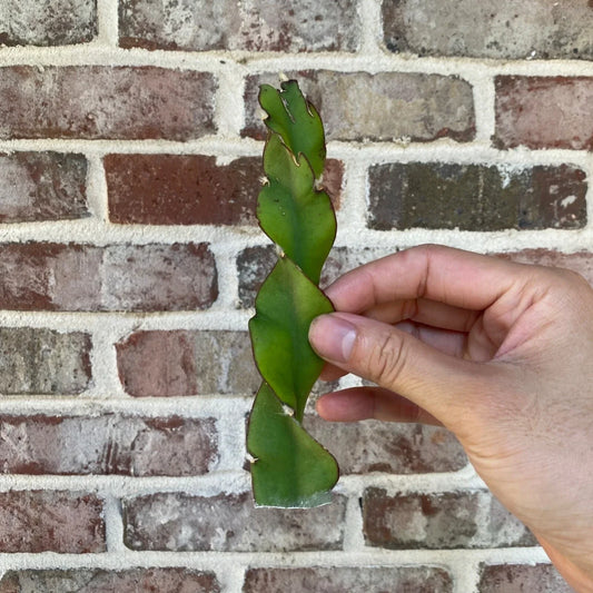 Hurricane Cactus Cutting - 6 Inch Lepismium cruciforme f. spiralis Indoor Plant for Home Decor, Low Maintenance Greenery