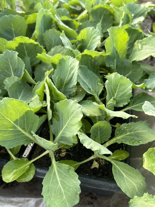 Lot of 6 Live Golden Cross Cabbage Plants – Brassica oleracea, 6 Inches, Fresh, Transplantable, Non-GMO, Perfect for Gardens