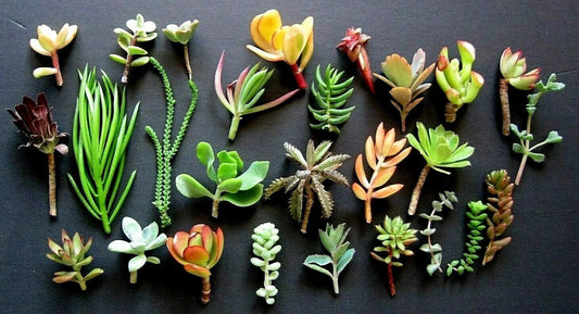 Mini Succulents Cuttings 20 Varieties Colorful Plant Decor Gardening Gifts 1-3 Inches
