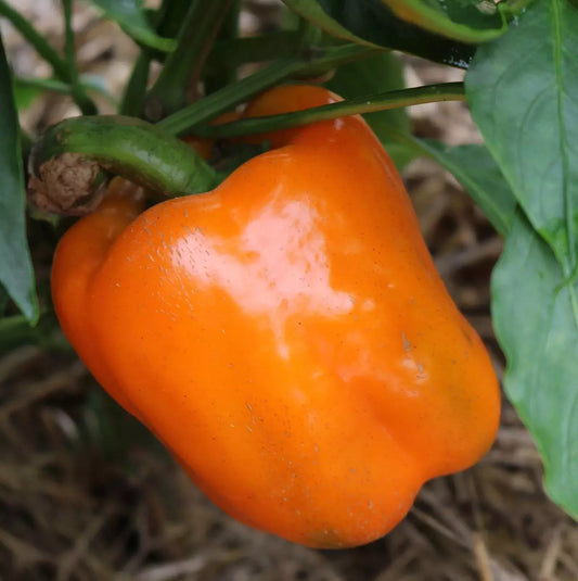 Orange Sun Sweet Bell Pepper Seeds - Heirloom NON-GMO Capsicum annuum, 30+ Fresh Seeds for Home Gardening, Container, Salad & Cooking