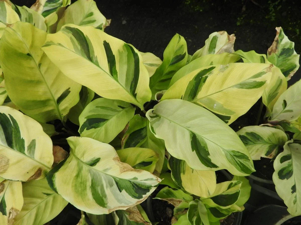 Thai Beauty Calathea Seeds - 25+ Pack for Indoor & Outdoor Gardening - Calathea ornata - Vibrant Foliage Planting