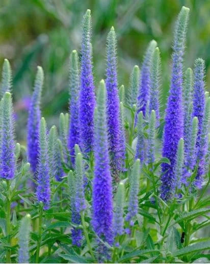 Ulster Dwarf Blue Veronica Starter Plant Bare Root Veronica spicata Compact Perennial Garden Flower