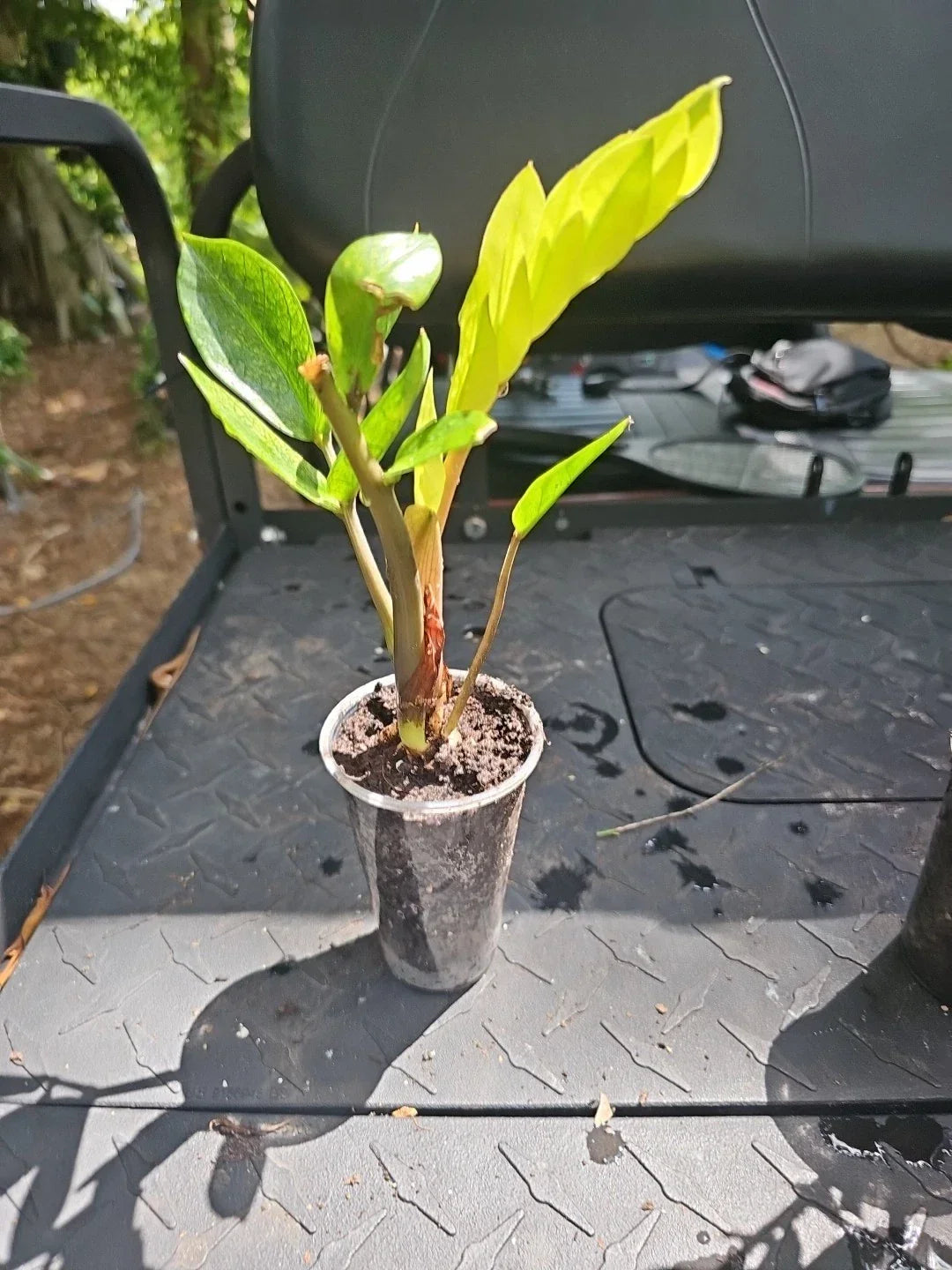 ZZ Plant Chameleon Variegated 3" Pot - Zamioculcas zamiifolia Indoor Houseplant - Low Maintenance, Unique Foliage