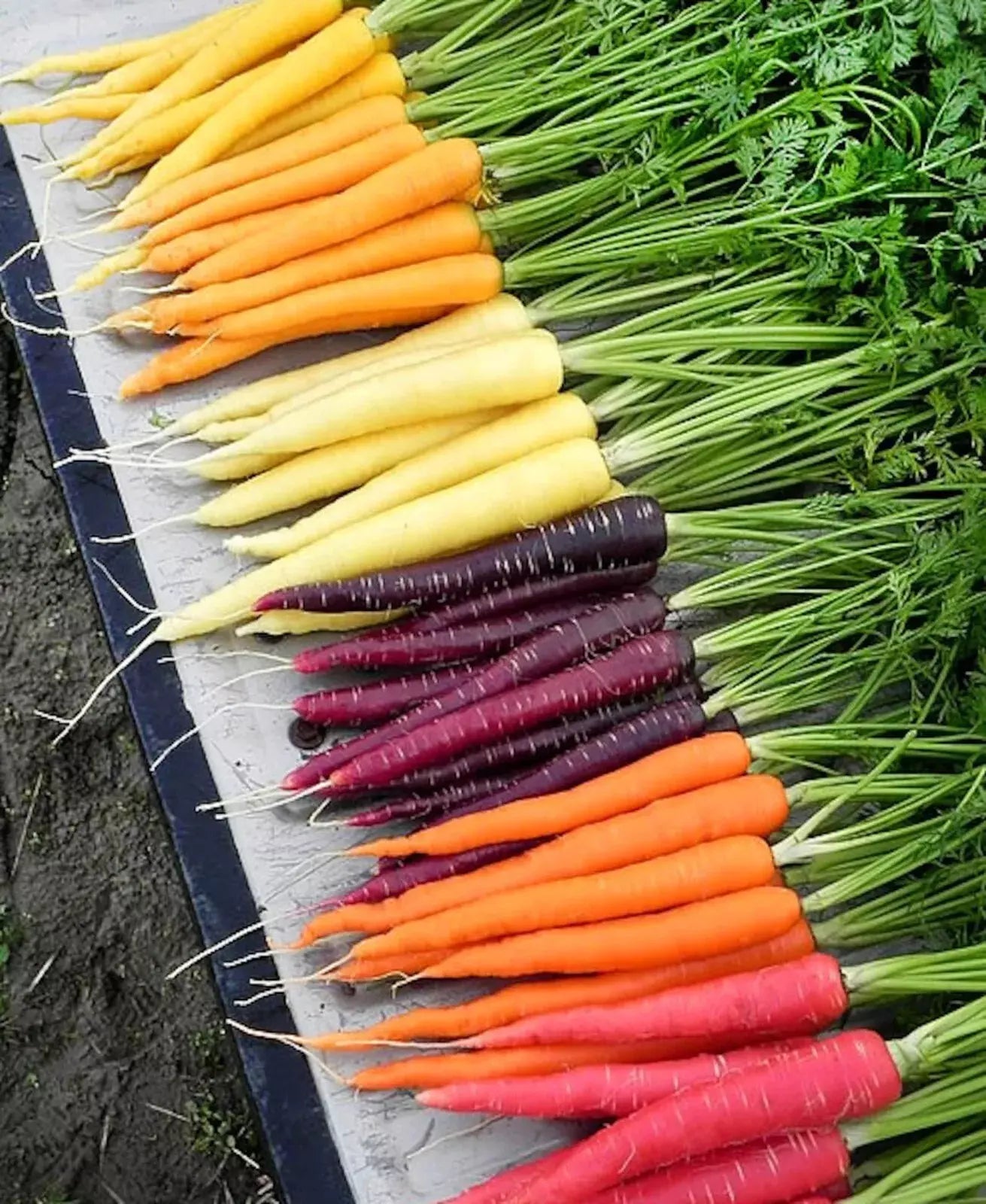 Rainbow Carrot Seeds - Organic Heirloom Mix - Non-GMO Daucus carota Vegetable Garden Seeds - 200+ Colorful Carrots for Home Gardens