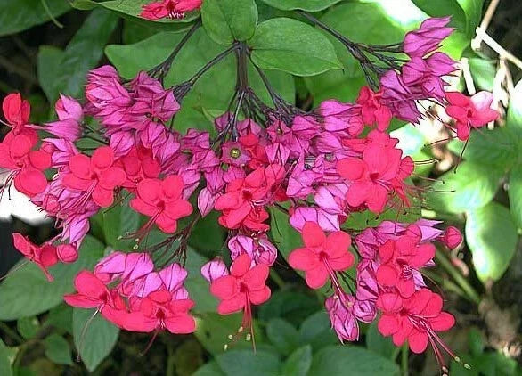 Bleeding Heart Plant Starter Java Red Clerodendrum Delectum with Red & Purple Foliage, Perennial, Rooted Starter for Garden, Border, Container