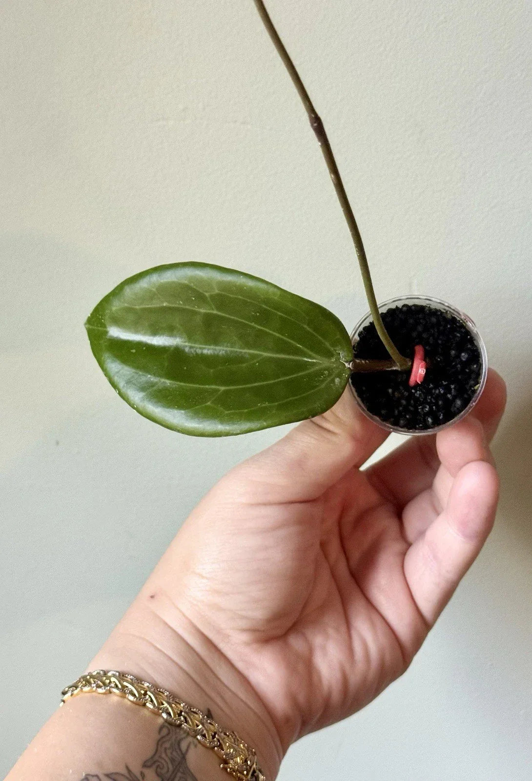 Rooted Hoya Cutting | Hoya Quinquenervia Indoor Plant Propagation | Foliage Plant for Home Decor