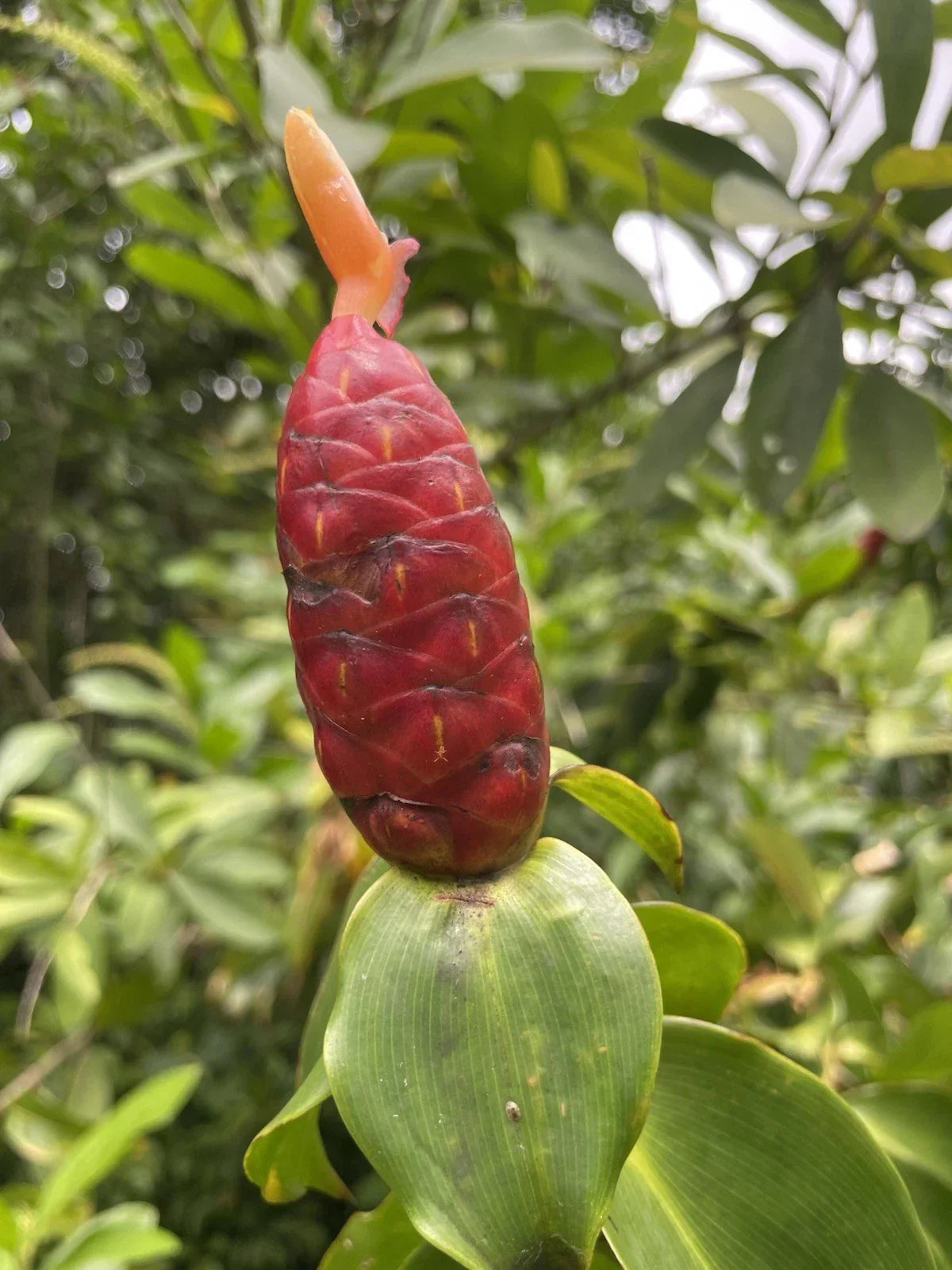 Costus Woodsonii Cuttings | Organic Red Indian Head Ginger | Hawaii Grown Tropical Plant | Perennial, Easy to Grow