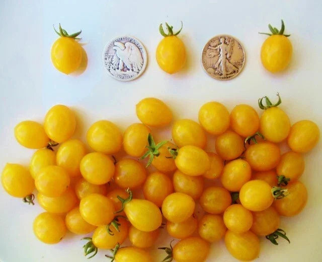Blondkopfchen German Cherry Seeds – Sweet Prunus avium Heirloom Variety – 30+ Seeds for Home Garden, Container Growing & Bounty Harvest