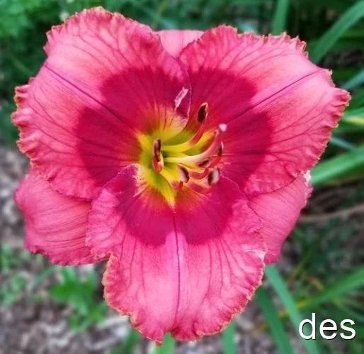 Daylily Live Plant - Wyatt Earp Red Rebloomer - Hemerocallis perennials for garden, vibrant flowering, easy-care, seasonal color