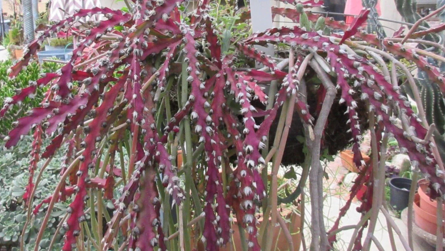 Rhipsalis Cactus Cuttings 10" Long Red Clone Lepismium Cruciforme Succulent Plant, Indoor Outdoor, Easy Care