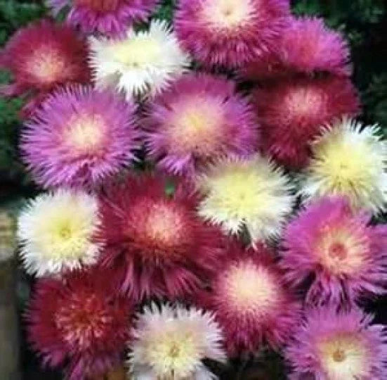 Sweet Sultan Seeds - 50 Fresh Amberboa moschata Seeds for Vibrant Pink, Yellow & White Blooms | Annual Garden Flower