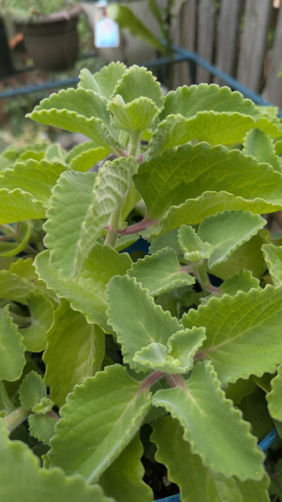 Cuban Oregano Cuttings - 3 Unrooted Plectranthus Amboinicus Ajwain - Fresh Culinary Herb for Gardens and Indoor Growing