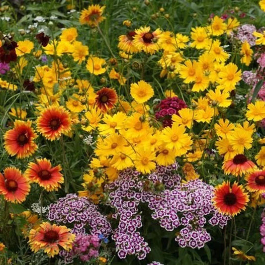 Kneehigh Wildflower Seeds - 200 Organic Pollinator-Friendly Seeds for Gardens & Meadows - Non-GMO, Native Varieties