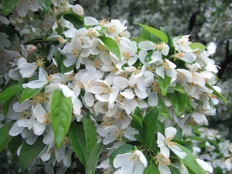 Cinderella Crabapple Seeds - 25+ Count for Garden Planting - Malus 'Cinderella' - Ornamental Fruit & Pink Blossoms