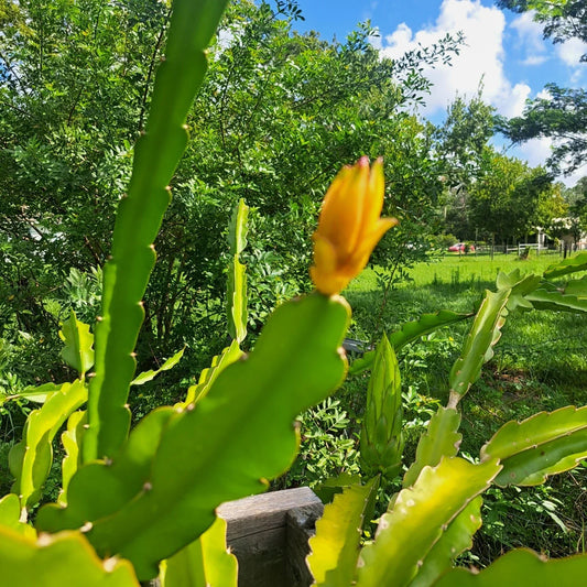 Mystery Dragonfruit Cuttings - 4+ Inches Fully Rooted - 4 Varieties Hylocereus spp. Exotic Fruit Plant for Garden or Indoor