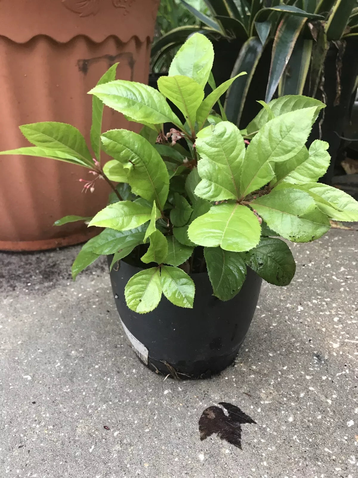10 Organic Coral Berry Plants - 10” Ardisia crenata - Indoor/Outdoor Houseplants - Ornamental Decor