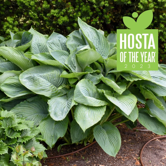 Hosta Plant 5.25" Pot Empress Wu Perennial Shade Hosta sieboldiana Proven Winners Hosta of the Year 2023