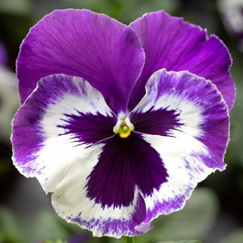 Pansy Seeds Pack - 50 Viola x wittrockiana Delta Premium Violet & White Flower Seeds for Garden, Containers, Pollinator Attracting