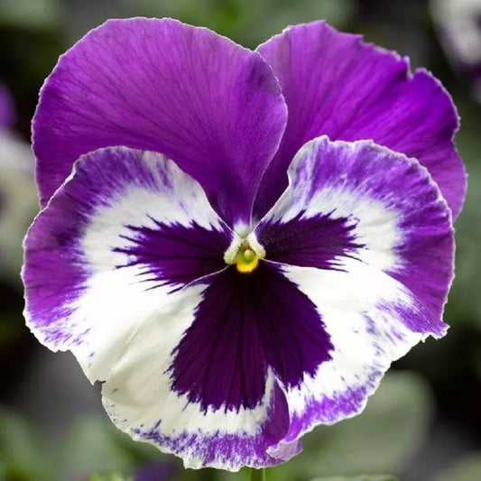 Pansy Seeds Pack - 50 Viola x wittrockiana Delta Premium Violet & White Flower Seeds for Garden, Containers, Pollinator Attracting