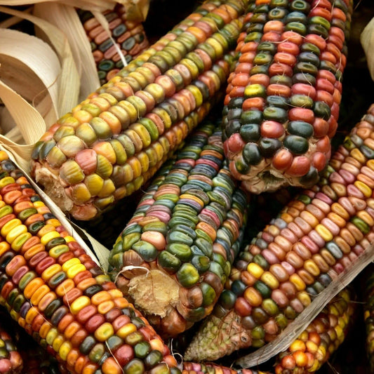 Ornamental Corn Seeds - Pastel Rainbow Glass Gem Popcorn - Zea mays Everta - Earth Tones for Decorative & Edible Use