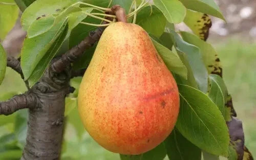 Clapp Favorite Pear Seeds – 25+ Pack for Home Garden, Fruit Tree, Pyrus communis, Juicy Pears, Non-GMO, USA Grown