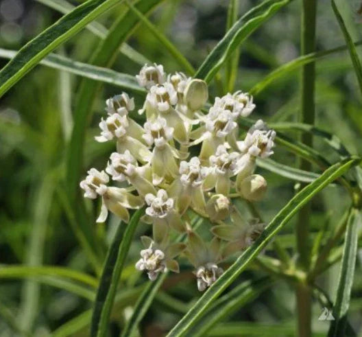 Narrow-Leaved Milkweed Seeds - Asclepias fascicularis - Monarch Butterfly Host Plant - Non-GMO, 30 Pack