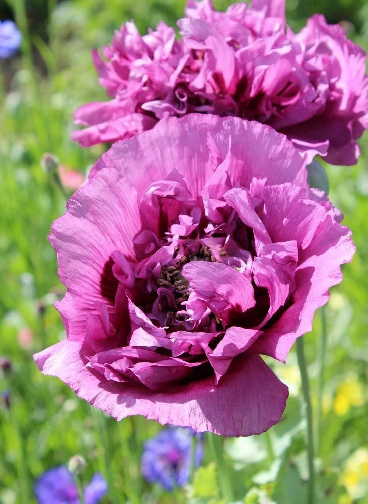 Double Purple Poppy Seeds - 200+ Packets for Garden Planting - Papaver somniferum - Vibrant Blooms for Borders & Containers