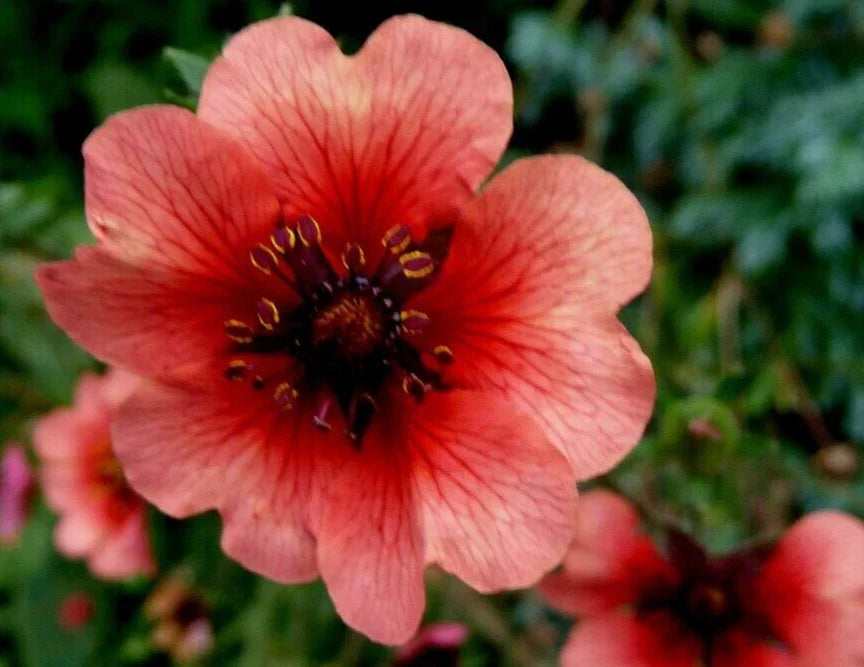 Potentilla Seeds 20 Count 'Melton Fire' Hardy Perennial Flower Potentilla fruticosa