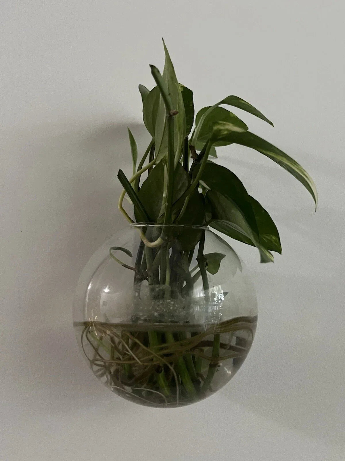 Pothos Cuttings – 5 Stem Epipremnum aureum Indoor Plant Propagation – Trailing Foliage for Home & Office
