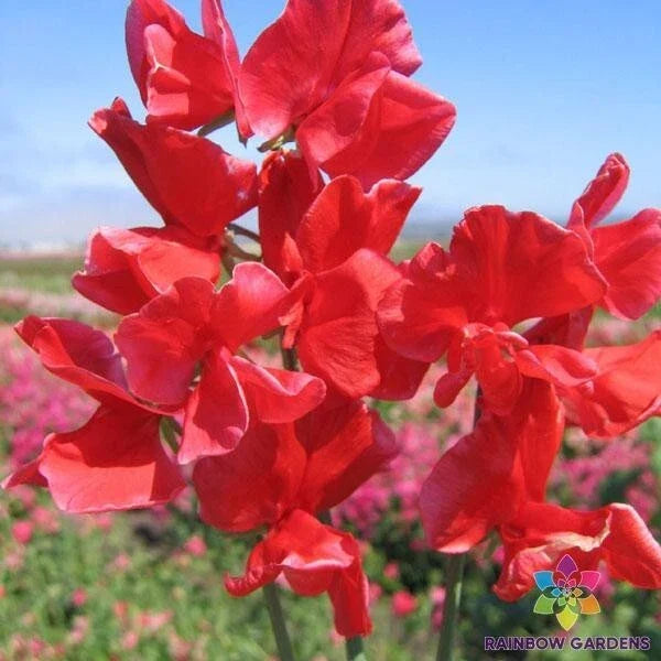 Air Warden Sweet Pea Seeds - 50+ Pack, Fragrant Climbing Vine, Lathyrus odoratus, Heirloom, Non-GMO, Garden, Fences, Containers