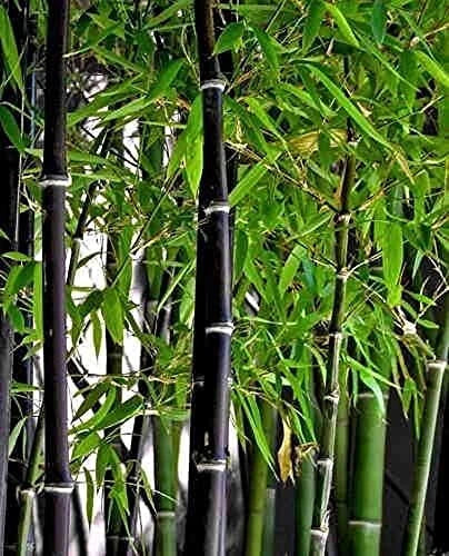 Black Bamboo Seeds - 150+ Seeds for Privacy Screen - Phyllostachys nigra - Fast-Growing Clumping Variety for Gardens