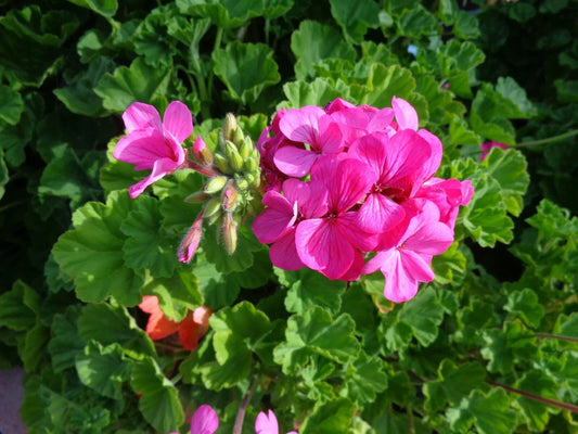 Hardy Pink Geranium Cuttings – 30 Fresh Pelargonium spp. for Garden, Container, or Propagation