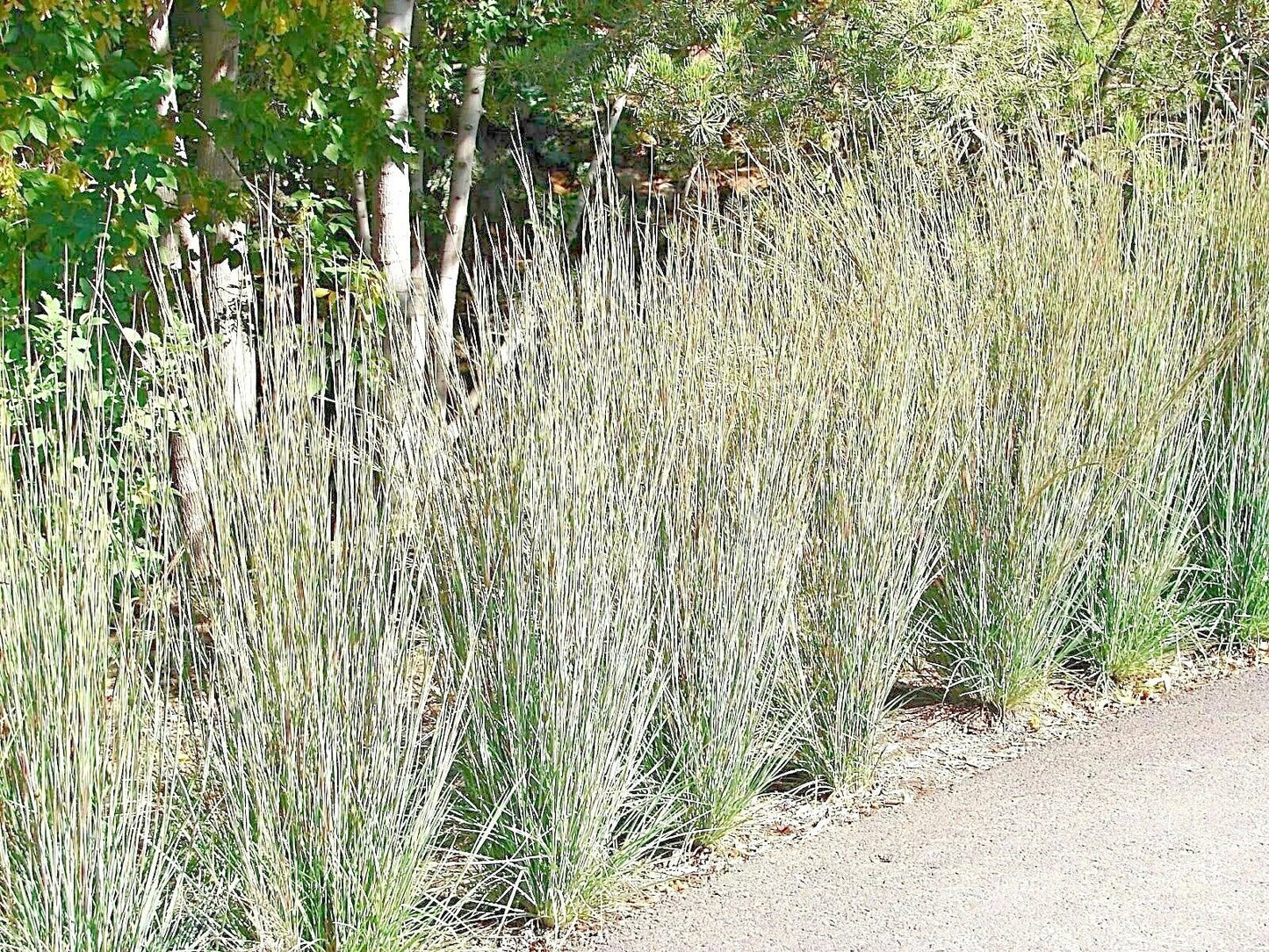 Little Bluestem Seeds - 500+ Count Native Prairie Grass Ornamental Perennial Schizachyrium scoparium for Gardens and Natural Landscaping