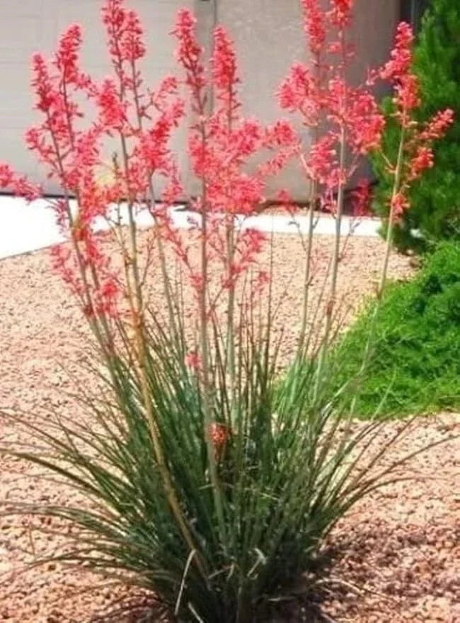 Red Yucca Bare Root Seedling 5-8" Hesperaloe parviflora Drought-Tolerant Desert Plant