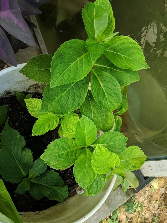 Nikko Blue/Pink Hydrangea Cutting 4-6 Inch Fully Rooted Hydrangea macrophylla Live Plant for Garden or Indoor