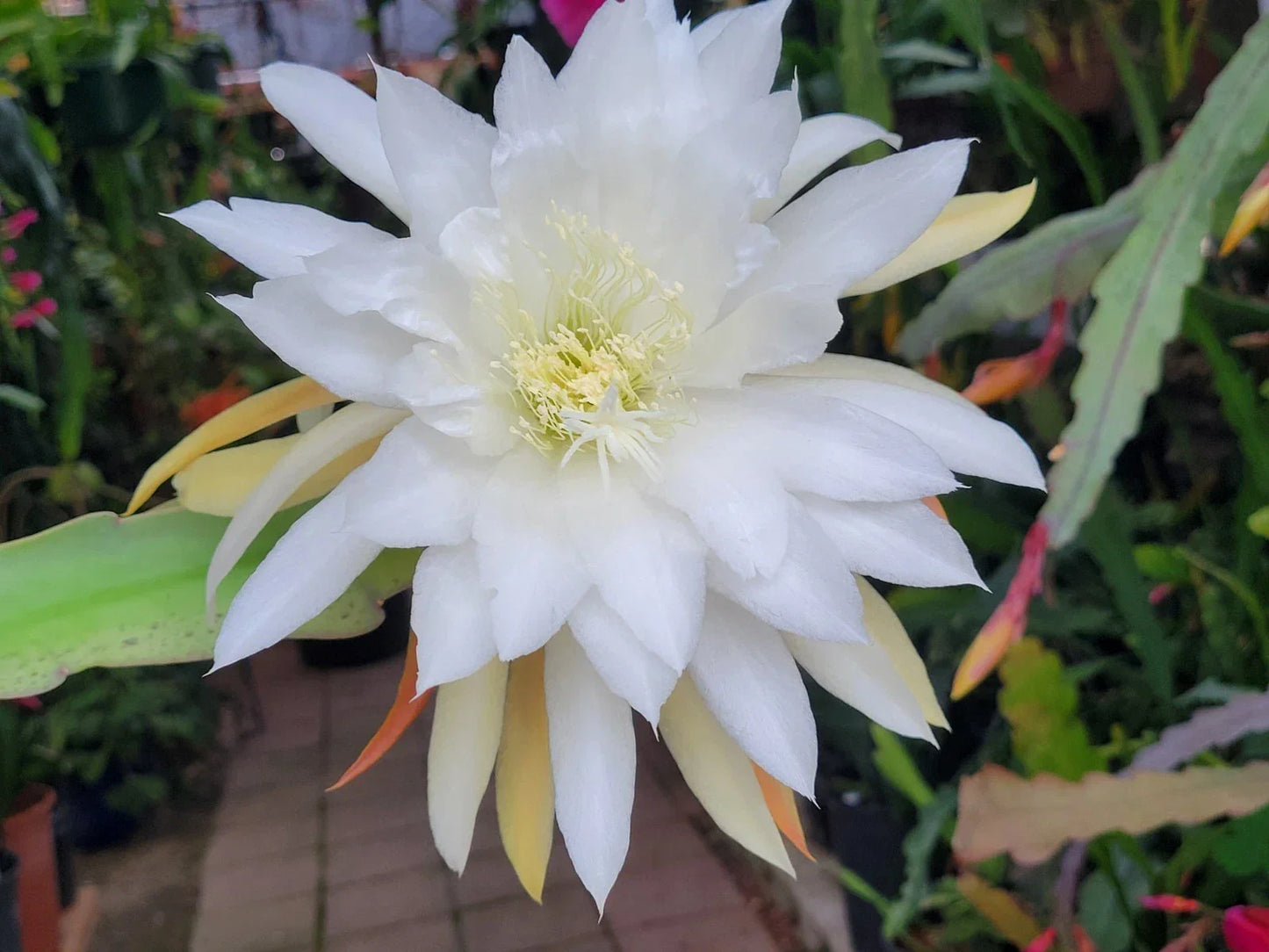 Epiphyllum Plant in 4 Inch Pot | Jinzaburo Matsumiya | Large Vibrant Flowers | Epiphyllum cactuses for Indoor Garden