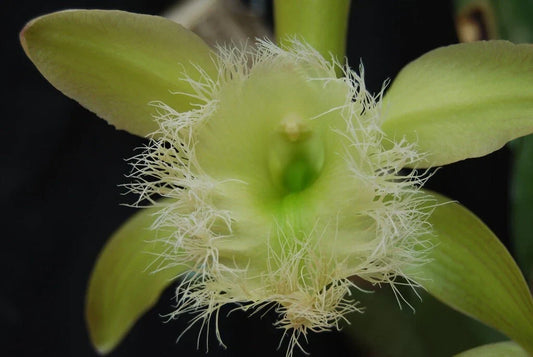 Live Orchid Plant Bare Root Division Rhyncholaelia Digbyana Lime Green Foliage Orchidaceae