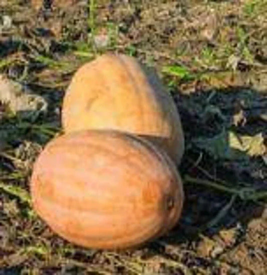 Organic Dickinson Pumpkin Seeds - 10 Pack Heirloom Cucurbita pepo USA Grown for Home Gardening