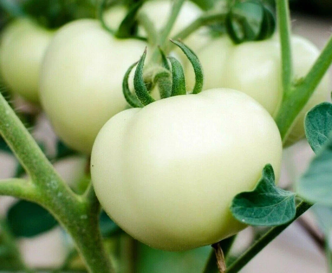 White Beefsteak Tomato Seeds - 100+ Count, Indeterminate, Juicy Large Tomatoes, Solanum lycopersicum, Garden Vegetables